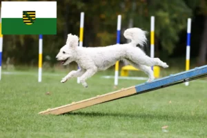 Lire la suite à propos de l’article Pumi éleveurs et chiots en Saxe