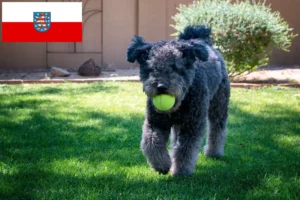 Lire la suite à propos de l’article Pumi éleveurs et chiots en Thuringe