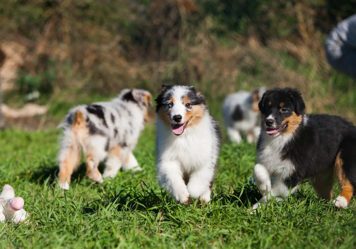 Acheter un chiot berger australien, c'est prendre ses responsabilités ! Acheter un chiot berger australien.