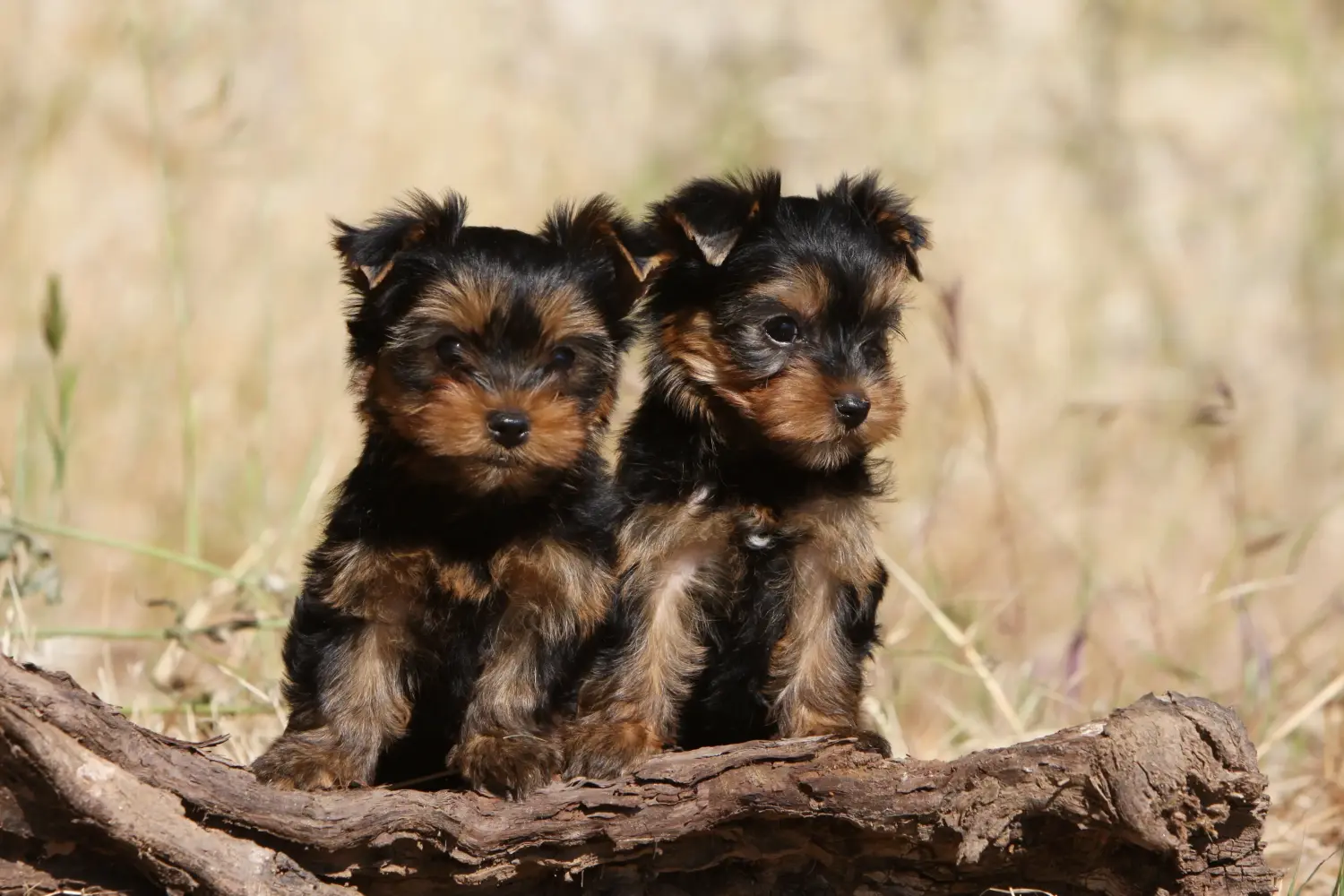 Acheter un chiot Yorkshire Terrier, c'est prendre ses responsabilités ! Acheter un chiot Yorkshire Terrier.