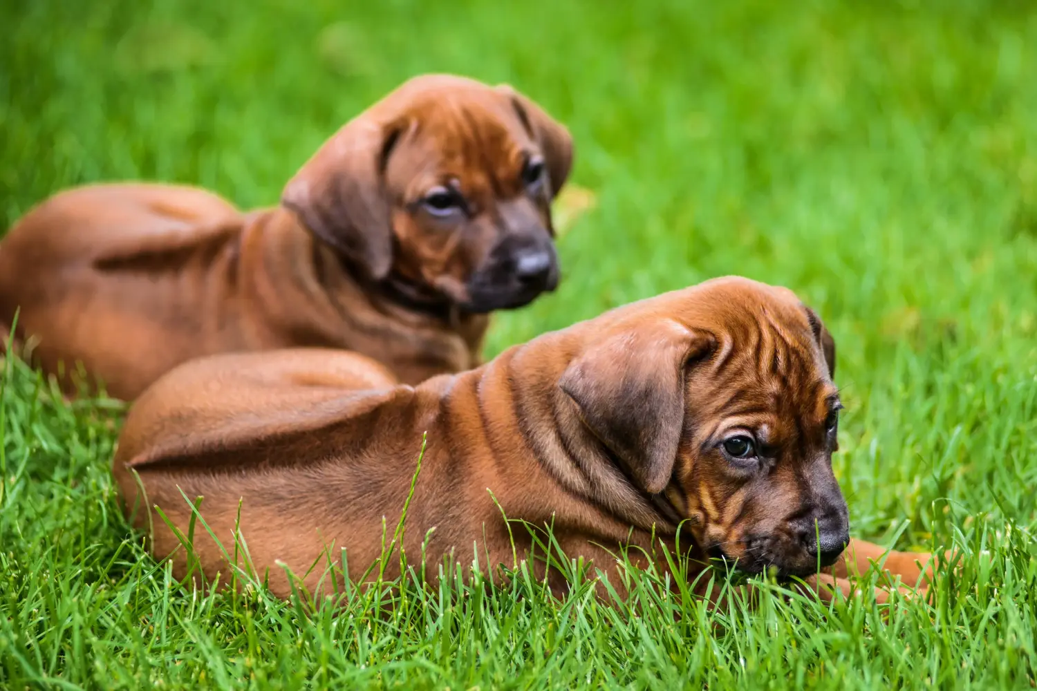 Acheter un chiot Rhodesian Ridgeback, c'est prendre ses responsabilités ! Acheter des chiots Rhodesian Ridgeback.