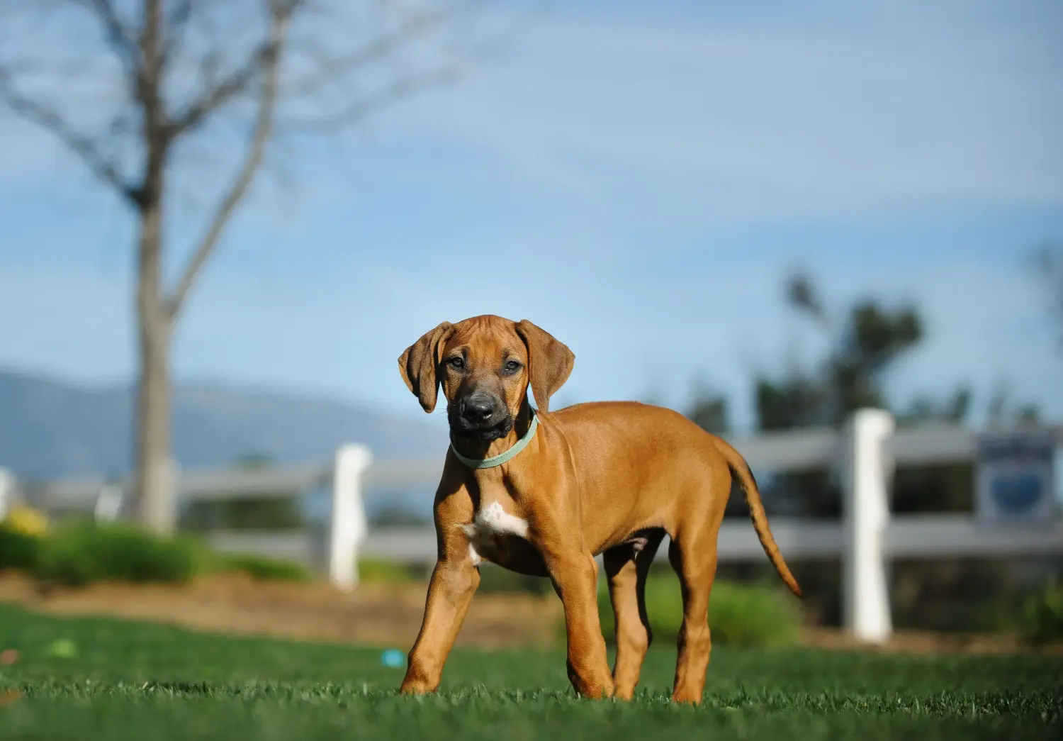 Acheter un chiot Rhodesian Ridgeback, c'est prendre ses responsabilités ! Acheter des chiots Rhodesian Ridgeback.