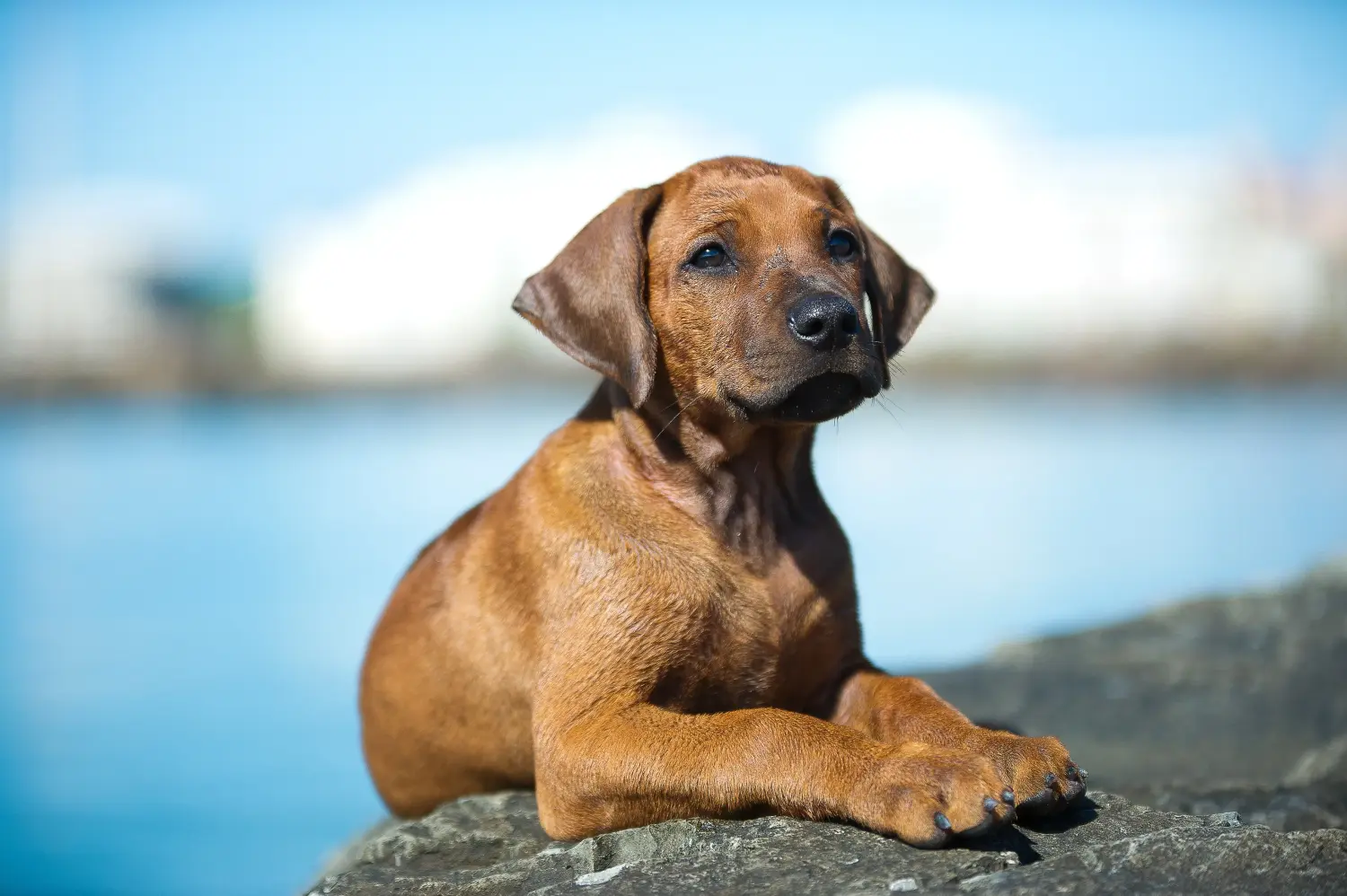 Acheter un chiot Rhodesian Ridgeback, c'est prendre ses responsabilités ! Acheter des chiots Rhodesian Ridgeback.