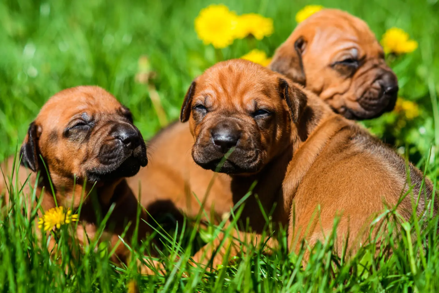 Acheter un chiot Rhodesian Ridgeback, c'est prendre ses responsabilités ! Acheter des chiots Rhodesian Ridgeback.