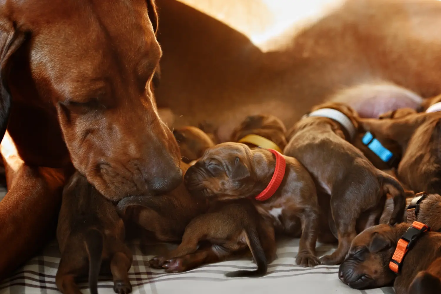 Acheter un chiot Rhodesian Ridgeback, c'est prendre ses responsabilités ! Acheter des chiots Rhodesian Ridgeback.