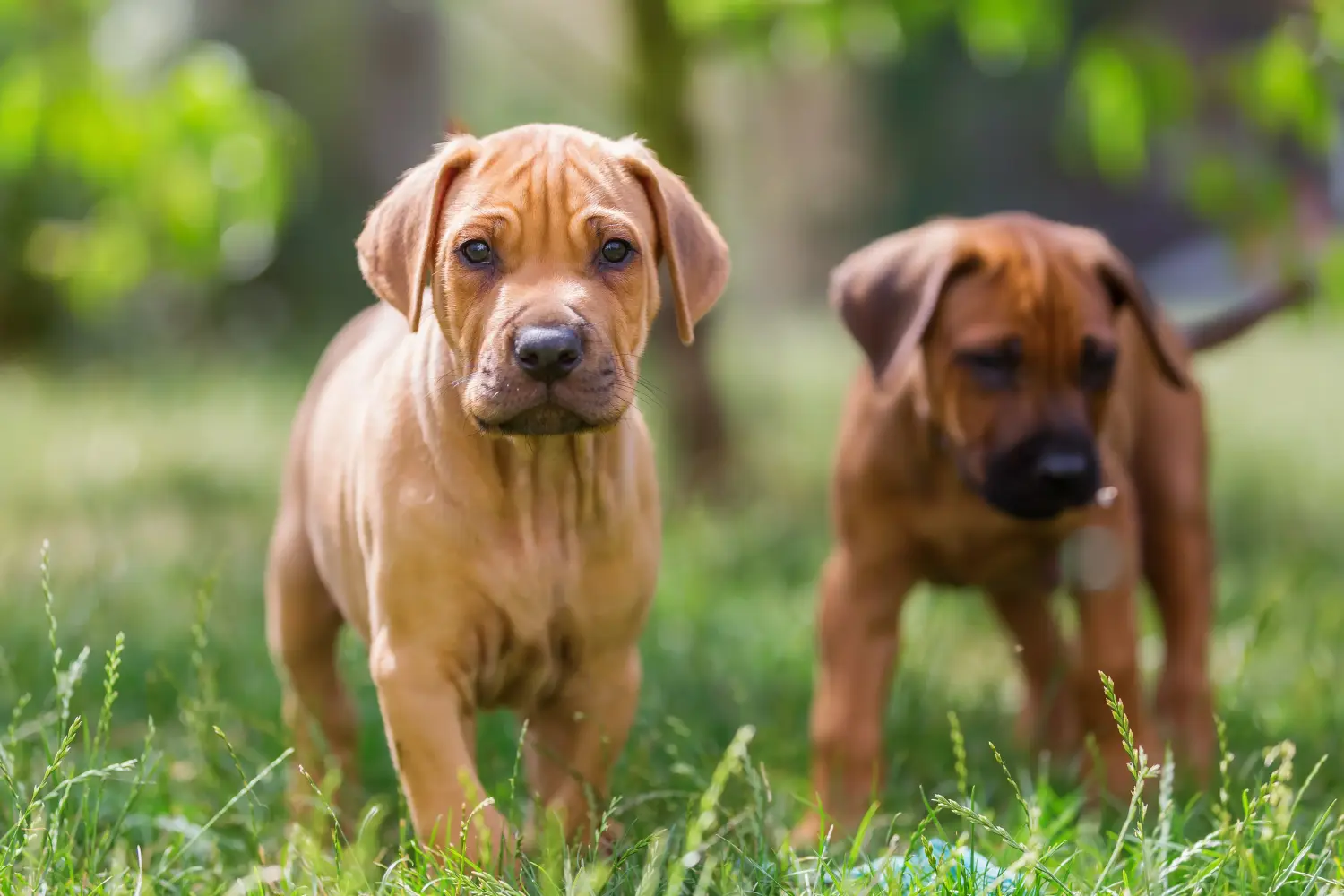 Acheter un chiot Rhodesian Ridgeback, c'est prendre ses responsabilités ! Acheter des chiots Rhodesian Ridgeback.