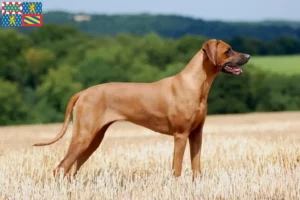 Lire la suite à propos de l’article Éleveurs de Rhodesian Ridgeback et chiots en Bourgogne-Franche-Comté
