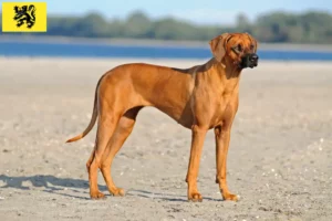 Lire la suite à propos de l’article Éleveurs de Rhodesian Ridgeback et chiots en Flandre