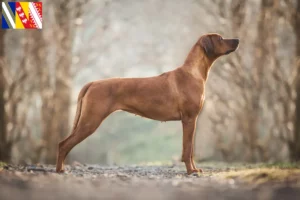 Lire la suite à propos de l’article Éleveurs de Rhodesian Ridgeback et chiots en Grand Est