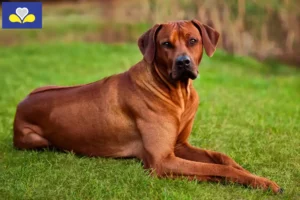 Lire la suite à propos de l’article Éleveurs de Rhodesian Ridgeback et chiots en Région de Bruxelles-Capitale