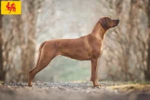Lire la suite à propos de l’article Éleveurs de Rhodesian Ridgeback et chiots en Région wallonne