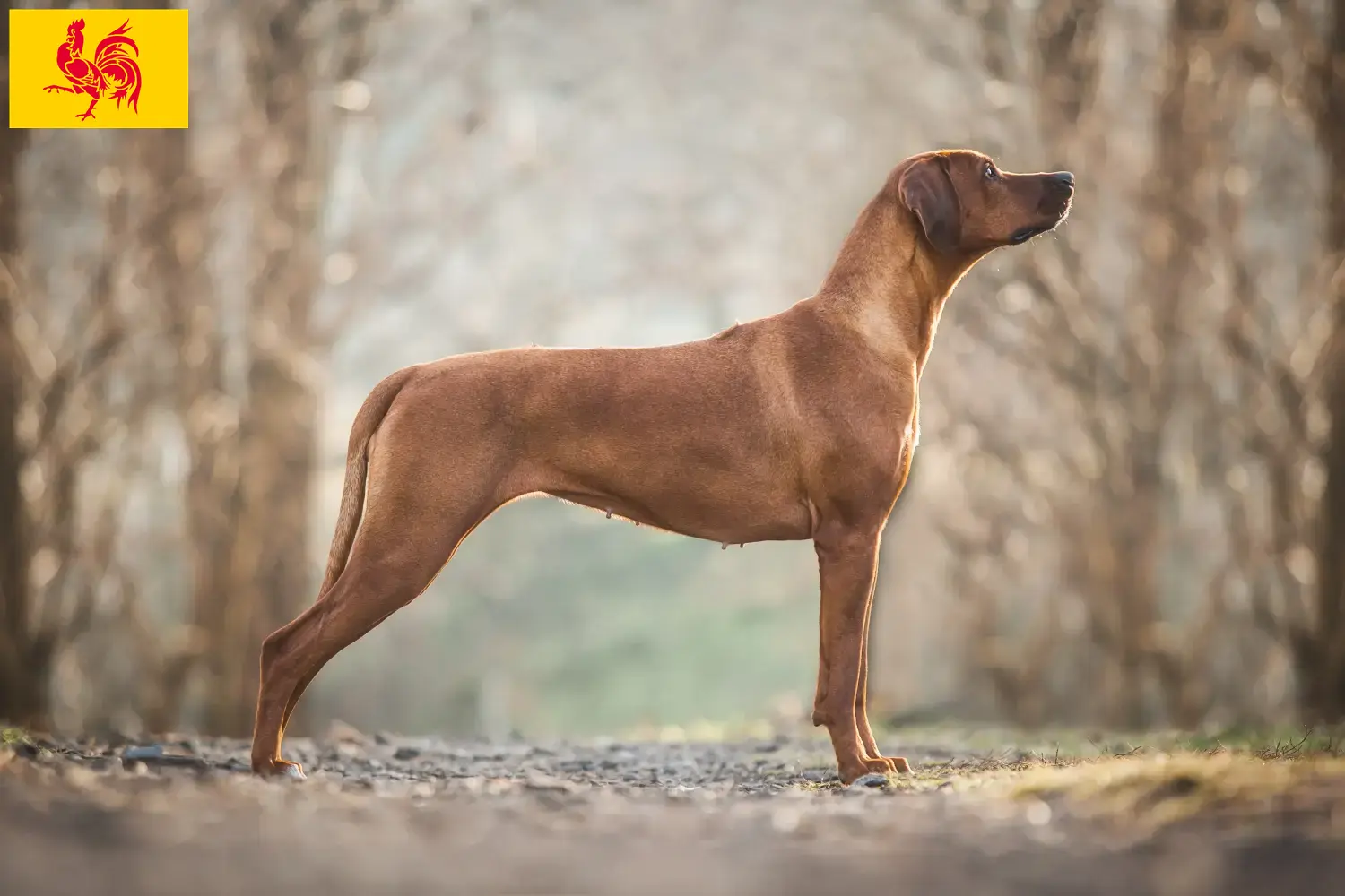 Rhodesian Ridgeback chiots et éleveurs Région wallonne Ici vous trouverez des éleveurs de Rhodesian Ridgebacks en Région Wallonne.