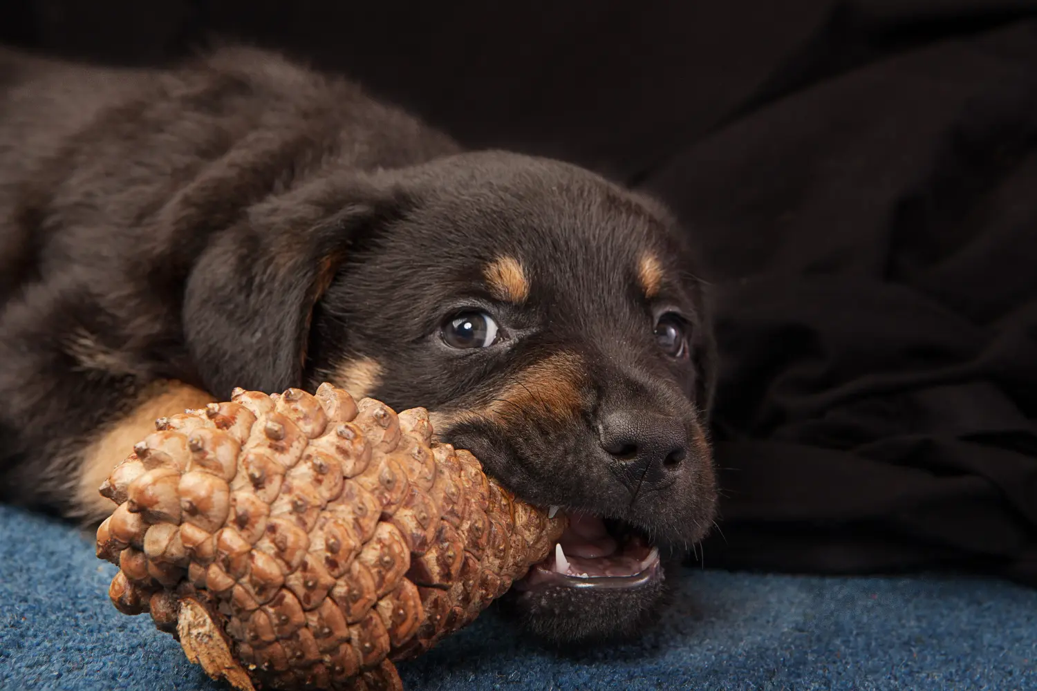 Acheter un chiot Rottweiler, c'est prendre ses responsabilités ! Acheter des chiots Rottweiler.