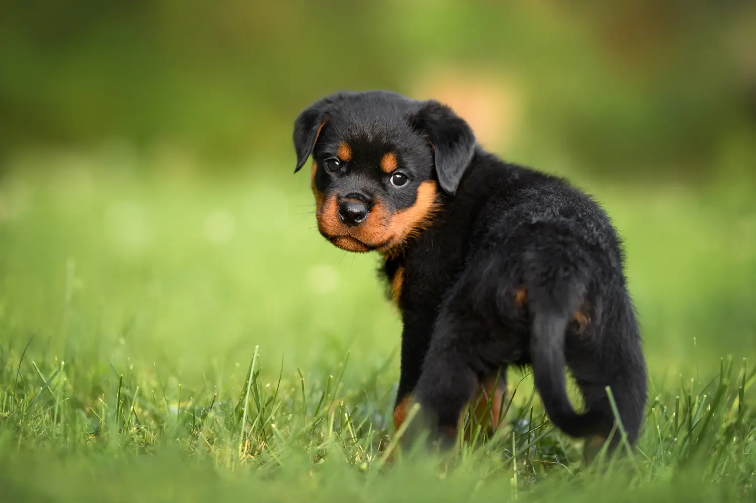 Acheter un chiot Rottweiler, c'est prendre ses responsabilités ! Acheter des chiots Rottweiler.