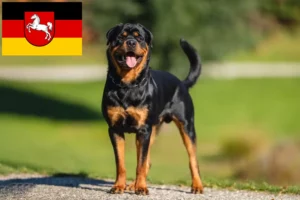 Lire la suite à propos de l’article Éleveurs de Rottweilers et chiots en Basse-Saxe