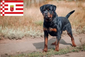 Lire la suite à propos de l’article Éleveurs de Rottweilers et chiots à Brême