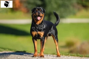 Lire la suite à propos de l’article Éleveurs de Rottweilers et chiots en Corse