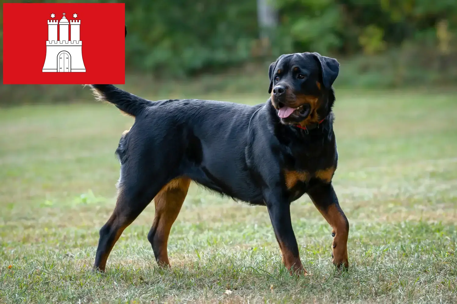 Rottweiler chiots et éleveurs Hambourg Ici, tu trouveras des éleveurs de Rottweilers à Hambourg.