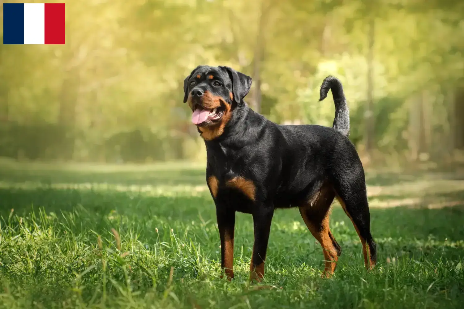 Rottweiler chiots et éleveurs Mayotte Ici, tu trouveras des éleveurs de Rottweilers à Mayotte.