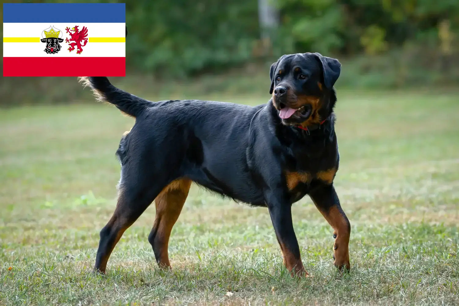 Chiots Rottweiler et éleveurs Mecklembourg-Poméranie occidentale Ici, tu trouveras des éleveurs de Rottweilers dans le Mecklembourg-Poméranie occidentale.