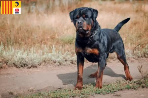 Lire la suite à propos de l’article Éleveurs de Rottweilers et chiots en Provence-Alpes-Côte d’Azur