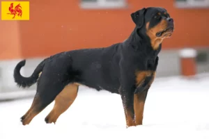 Lire la suite à propos de l’article Éleveurs de Rottweiler et chiots en Région wallonne