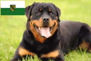 Lire la suite à propos de l’article Éleveurs de Rottweilers et chiots en Saxe