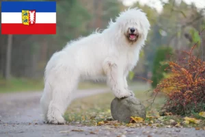 Lire la suite à propos de l’article Éleveurs d’Ovtcharka de Russie du Sud et chiots dans le Schleswig-Holstein