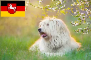 Lire la suite à propos de l’article Éleveurs d’Ovtcharka de Russie du Sud et chiots en Basse-Saxe
