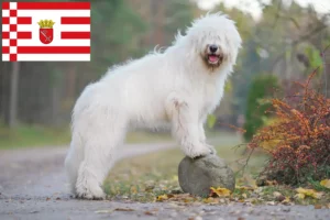 Lire la suite à propos de l’article Éleveurs d’Ovtcharka de Russie du Sud et chiots à Brême