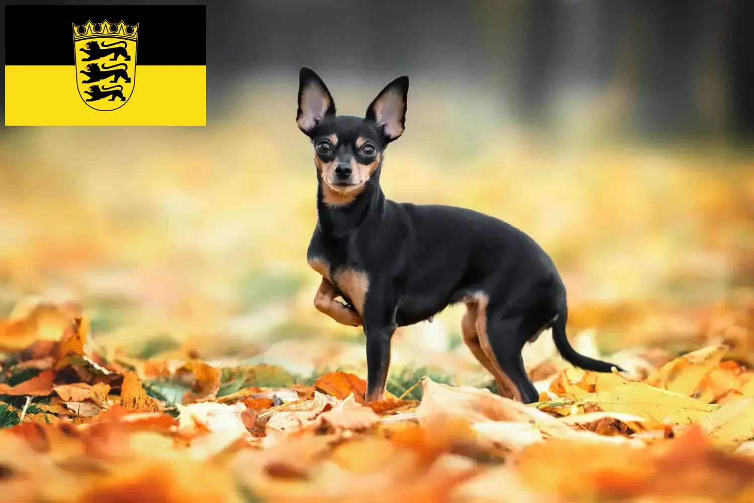 Russkiy Toy chiots et éleveurs Baden-Württemberg Ici tu peux trouver des éleveurs de Russkiy Toys en Baden-Württemberg.