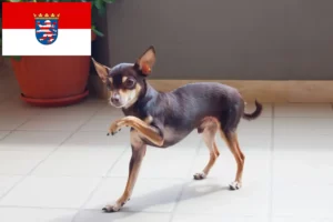 Lire la suite à propos de l’article Russkiy Toy éleveurs et chiots en Hesse