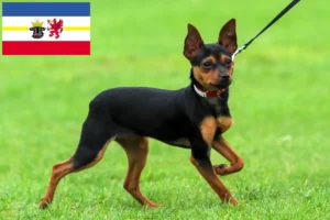 Lire la suite à propos de l’article Russkiy Toy éleveurs et chiots dans le Mecklembourg-Poméranie occidentale