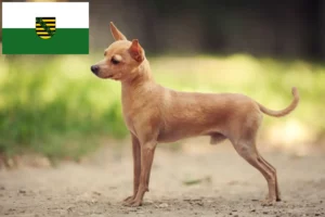 Lire la suite à propos de l’article Russkiy Toy éleveurs et chiots en Saxe