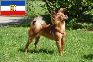 Lire la suite à propos de l’article Russkiy Toy éleveurs et chiots dans le Schleswig-Holstein