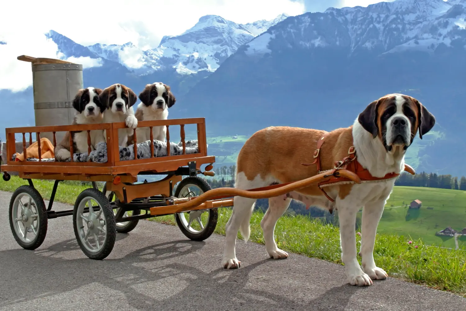 Acheter un chiot Saint-Bernard, c'est prendre ses responsabilités ! Acheter un chiot Saint-Bernard.