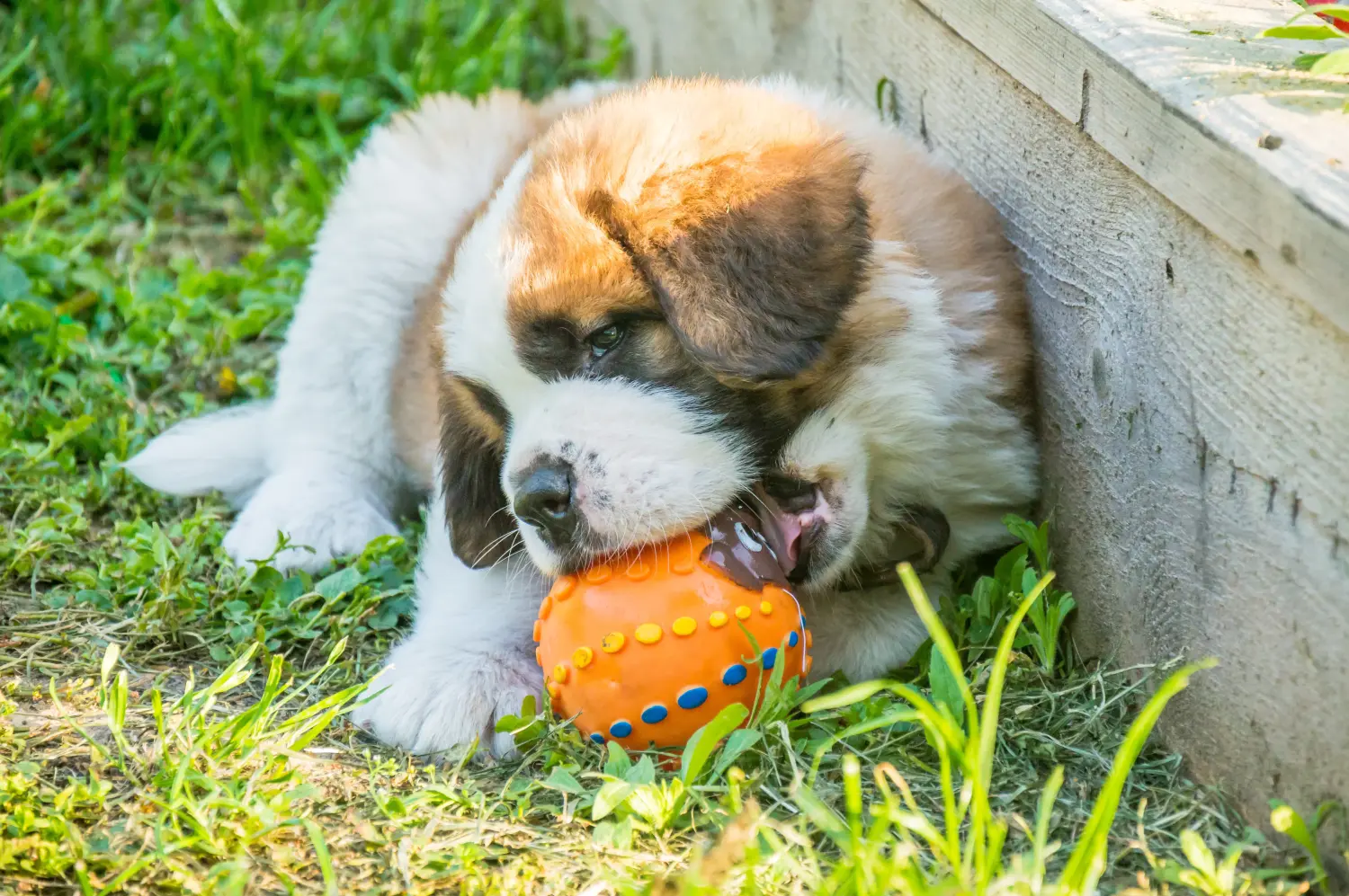Acheter un chiot Saint-Bernard, c'est prendre ses responsabilités ! Acheter un chiot Saint-Bernard.