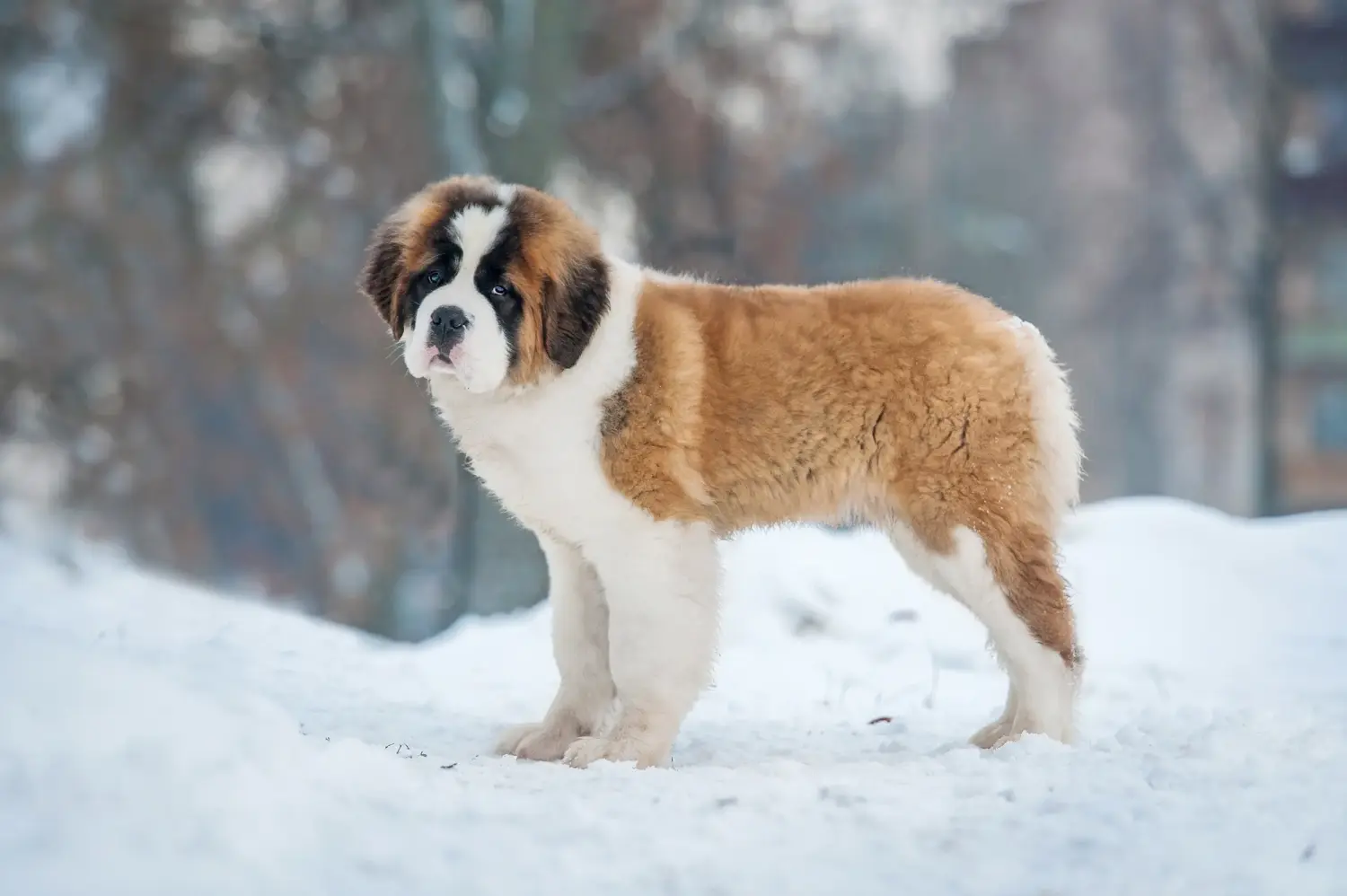 Acheter un chiot Saint-Bernard, c'est prendre ses responsabilités ! Acheter un chiot Saint-Bernard.