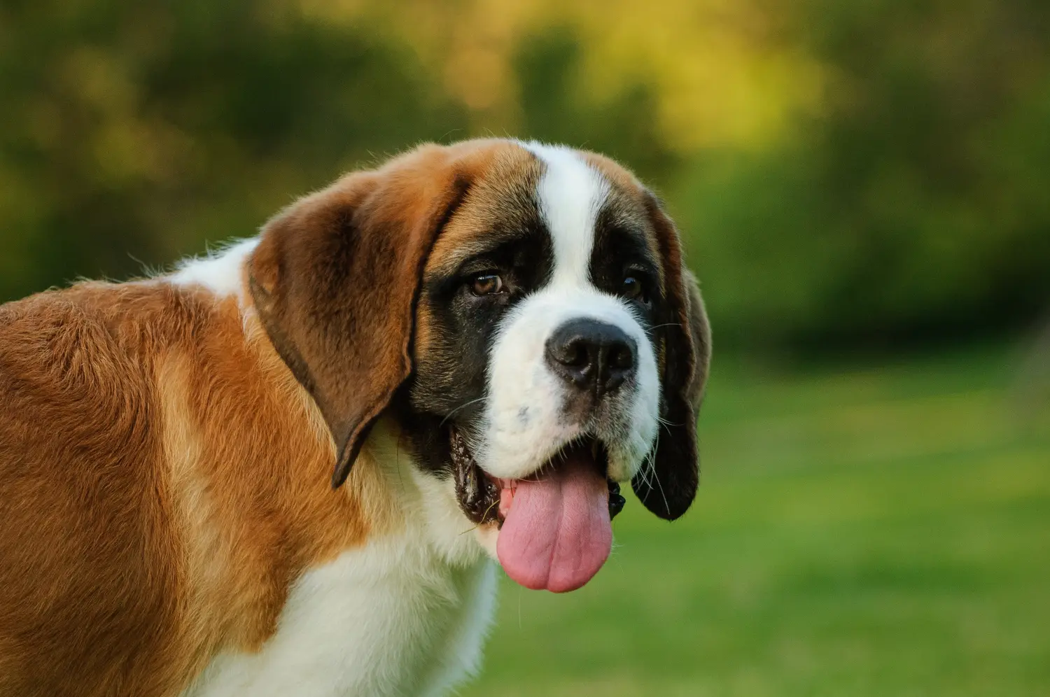 Acheter un chiot Saint-Bernard, c'est prendre ses responsabilités ! Acheter un chiot Saint-Bernard.