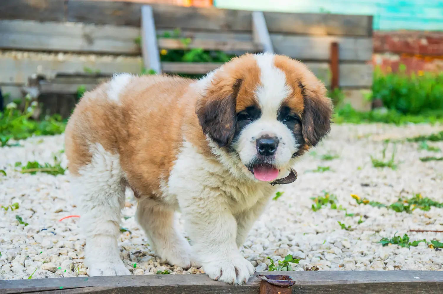 Acheter un chiot Saint-Bernard, c'est prendre ses responsabilités ! Acheter un chiot Saint-Bernard.
