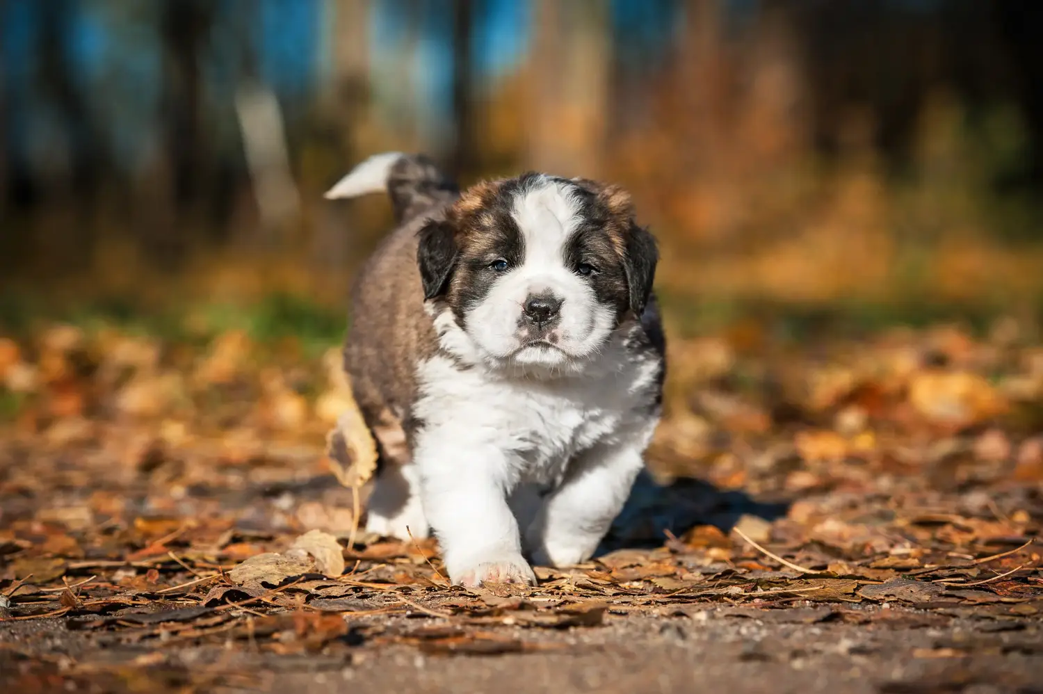 Acheter un chiot Saint-Bernard, c'est prendre ses responsabilités ! Acheter un chiot Saint-Bernard.