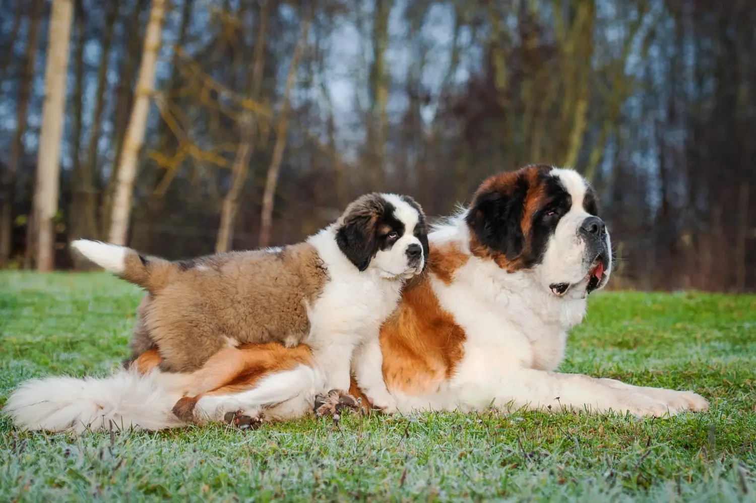 Acheter un chiot Saint-Bernard, c'est prendre ses responsabilités ! Acheter un chiot Saint-Bernard.