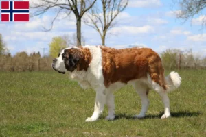 Lire la suite à propos de l’article Éleveurs de Saint-Bernard et chiots en Norvège
