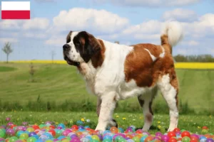 Lire la suite à propos de l’article Éleveurs de Saint-Bernard et chiots en Pologne