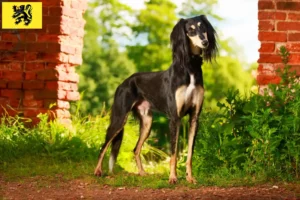 Lire la suite à propos de l’article Éleveurs de saluki et chiots en Flandre