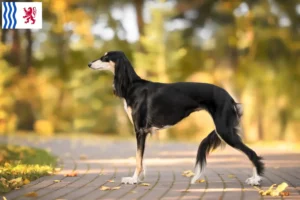 Lire la suite à propos de l’article Éleveurs de Saluki et chiots en Nouvelle-Aquitaine
