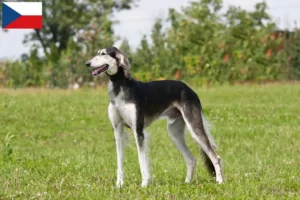 Lire la suite à propos de l’article Éleveurs de saluki et chiots en République tchèque