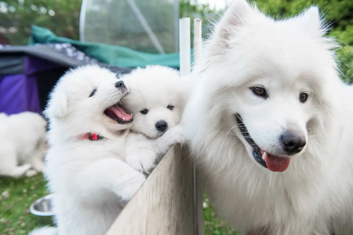 Acheter un chiot samoyède, c'est prendre ses responsabilités ! Acheter des chiots samoyèdes.