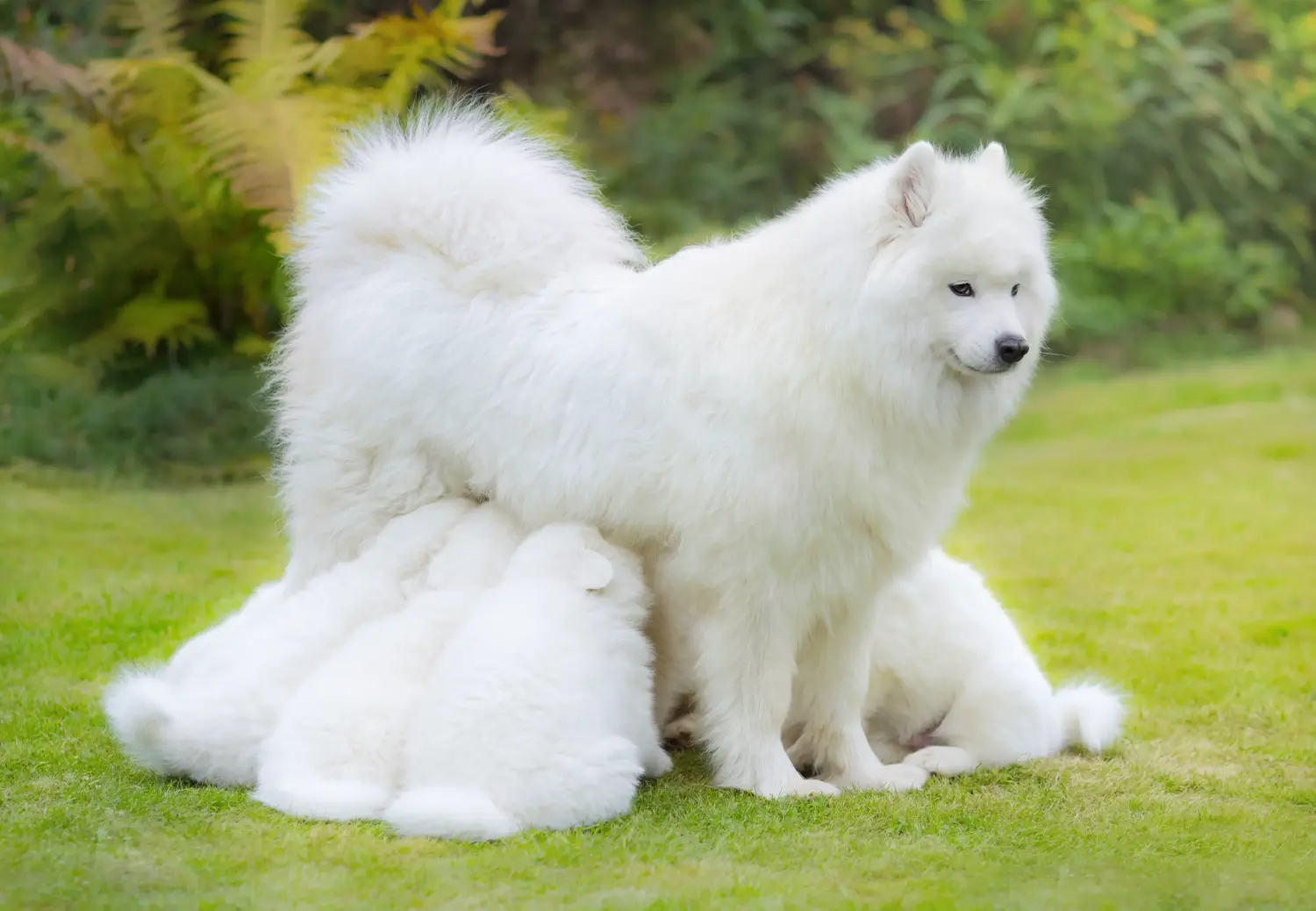 Acheter un chiot samoyède, c'est prendre ses responsabilités ! Acheter des chiots samoyèdes.