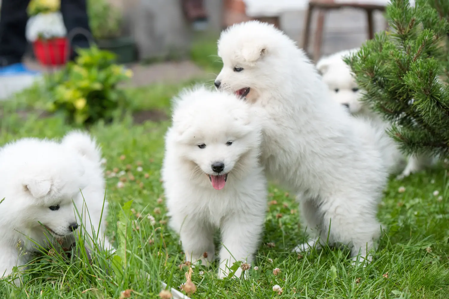 Acheter un chiot samoyède, c'est prendre ses responsabilités ! Acheter des chiots samoyèdes.